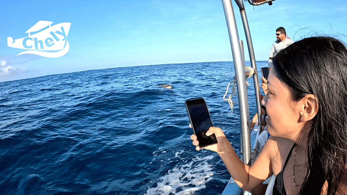 Delfines avistamiento en Puerto Escondido - con transporte (solo ida)