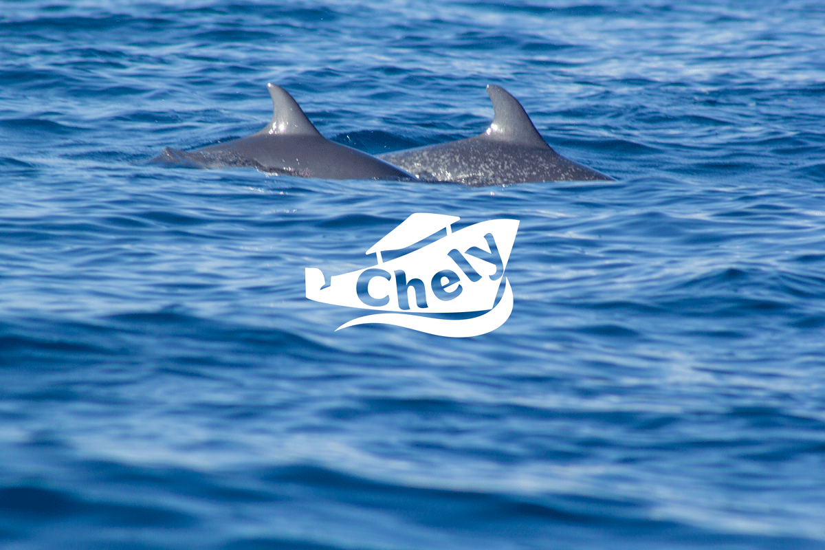 Delfines avistamiento en Puerto Escondido - con transporte (solo ida)