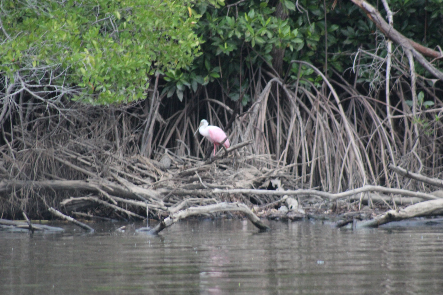Fogata + Bioluminiscencia - Atardecer en la playa, bombones, fauna y flora - Puerto Escondido