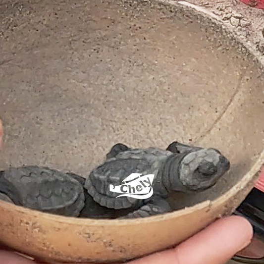 Liberación Tortugas en Puerto Escondido - TRANSPORTE REDONDO